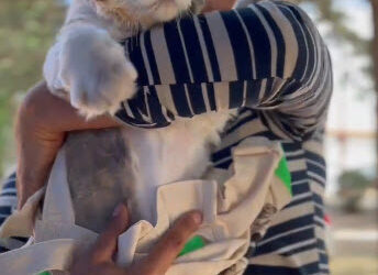 La campaña de vacunación y censo canino y felino.