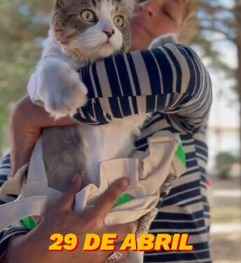La campaña de vacunación y censo canino y felino.