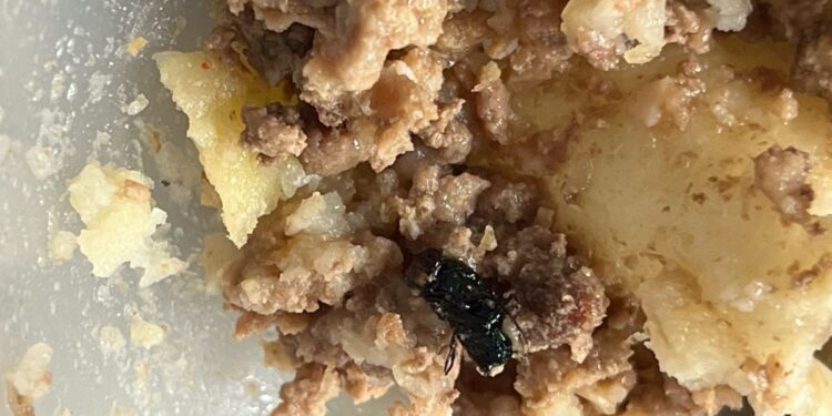 Esc. nº 7 Ing. Ave Lallemant: Una vianda de alimento tenía un moscardón