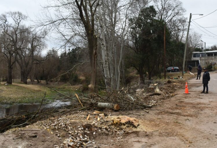Ambiente constató la extracción de álamos carolinos en El Volcán
