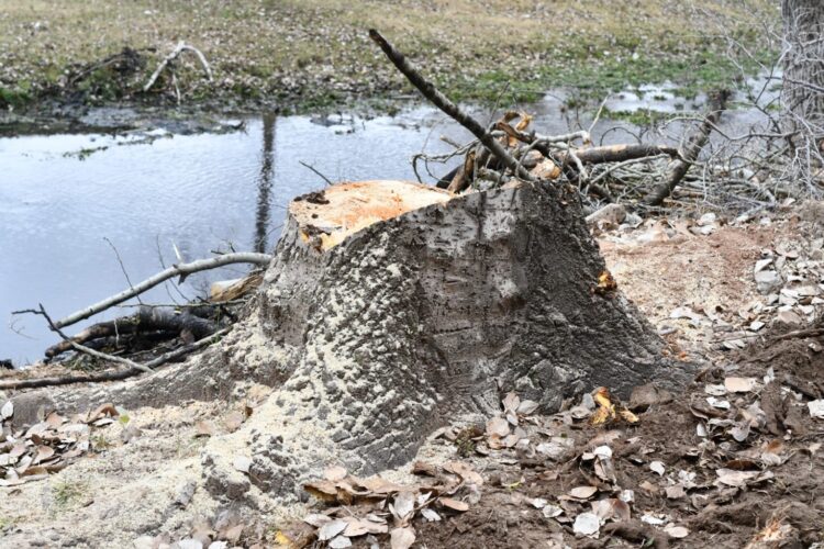 Ambiente constató la extracción de álamos carolinos en El Volcán