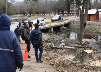 Ambiente constató la extracción de álamos carolinos en El Volcán