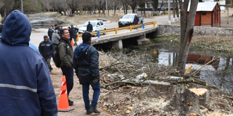 Ambiente constató la extracción de álamos carolinos en El Volcán