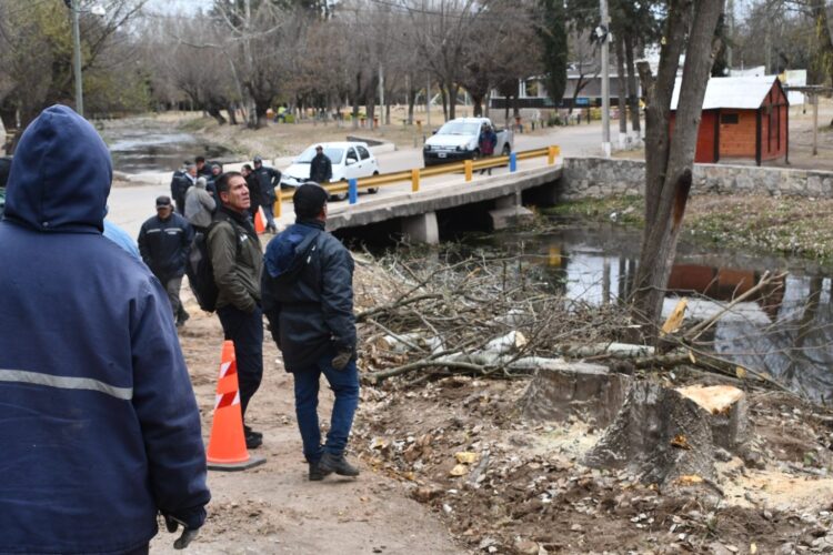Ambiente constató la extracción de álamos carolinos en El Volcán