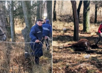 El Volcán: la Policía secuestró un caballo que deambulaba a la vera de una ruta