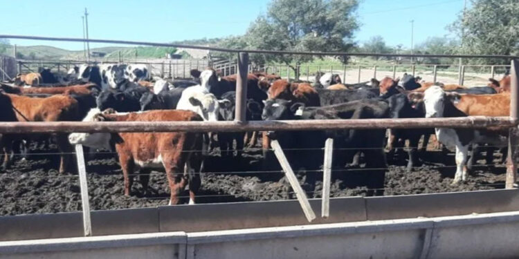 Continúan los olores en la ciudad, supuestos de un feedlot