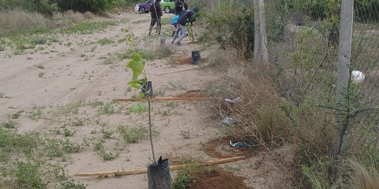 Forestaron los laterales de la planta recicladora de Donovan