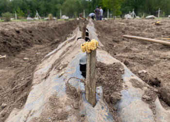 El Ecoparque de Cruz de Piedra produjo unas 2.000 estacas de álamos y sauces
