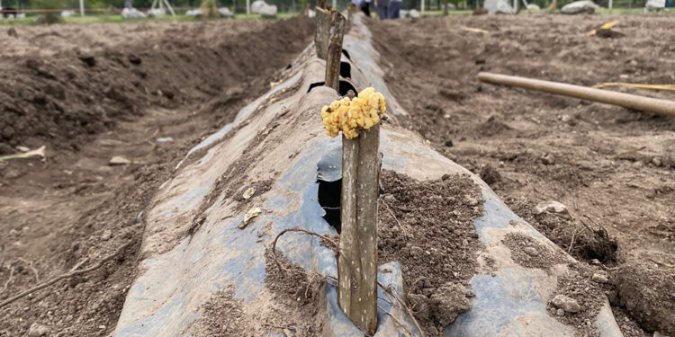 El Ecoparque de Cruz de Piedra produjo unas 2.000 estacas de álamos y sauces