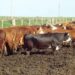 Suspendieron el feedlot que provocaba olores nauseabundos en San Luis y Juana Koslay y solian llegar hasta La Punta .