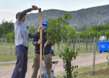 El Plan de Forestación sigue avanzando en Juana Koslay