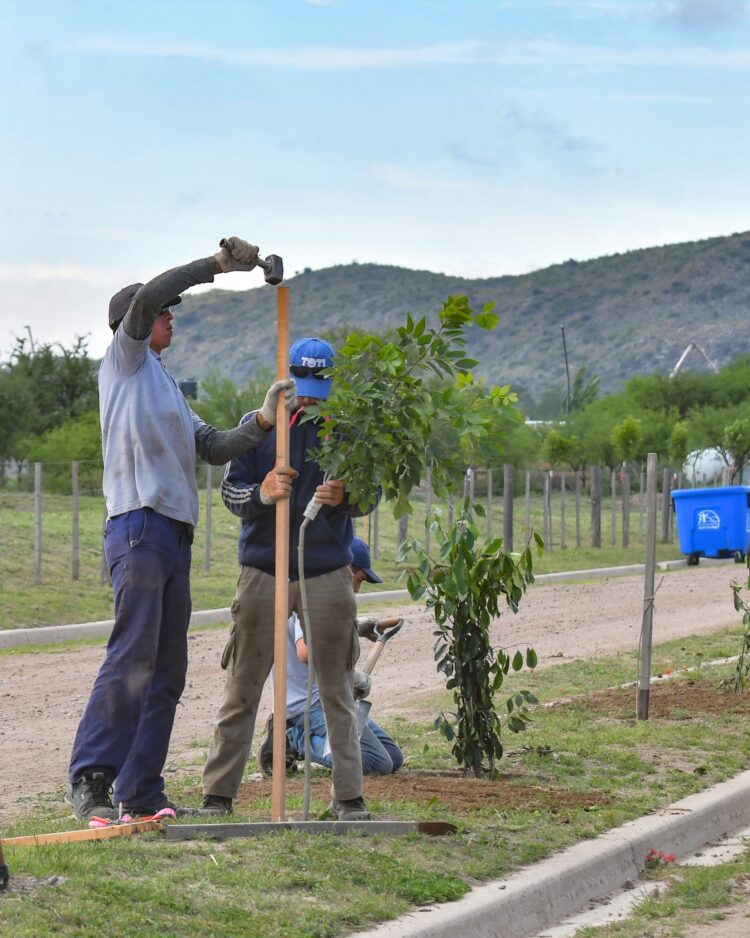El Plan de Forestación sigue avanzando en Juana Koslay