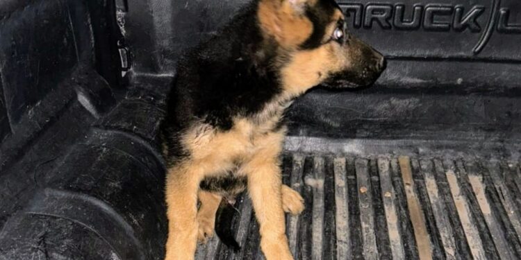La Policía recuperó un perro que había sido sustraído de un domicilio de Juana Koslay