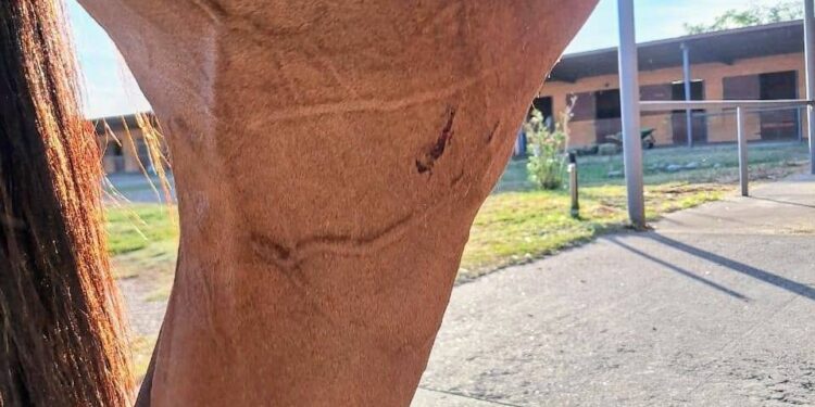 Un perro raza pitbull atacó a dos equinos de la División Caballería Montada y como consecuencia una oficial de policía también resultó lastimada