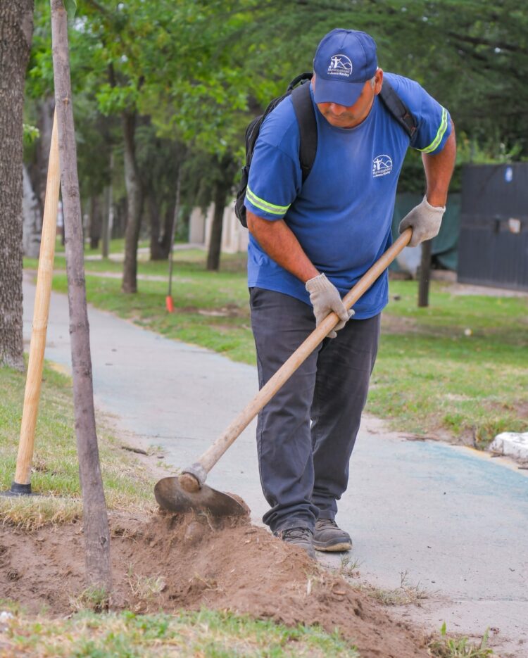 Continúa el plan de arbolado público