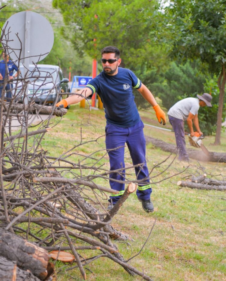 Continúa el plan de arbolado público