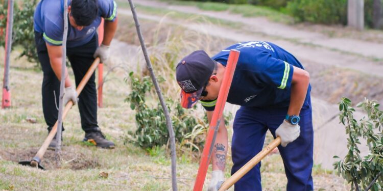 Continúa el plan de arbolado público