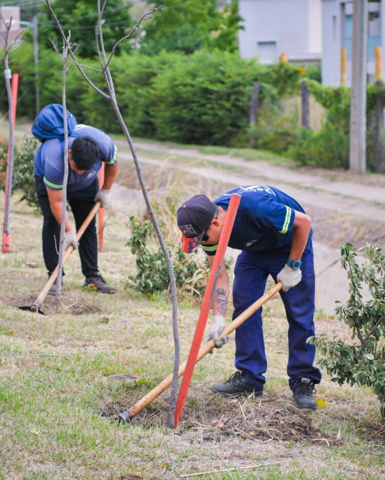 Continúa el plan de arbolado público