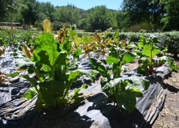 El Ecoparque Cruz de Piedra implementa una huerta hortícola