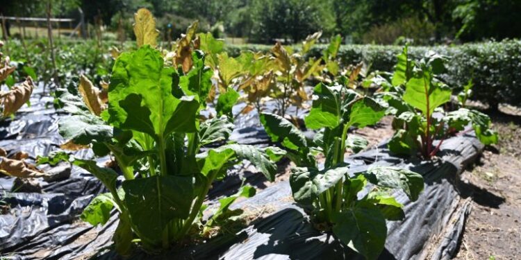 El Ecoparque Cruz de Piedra implementa una huerta hortícola
