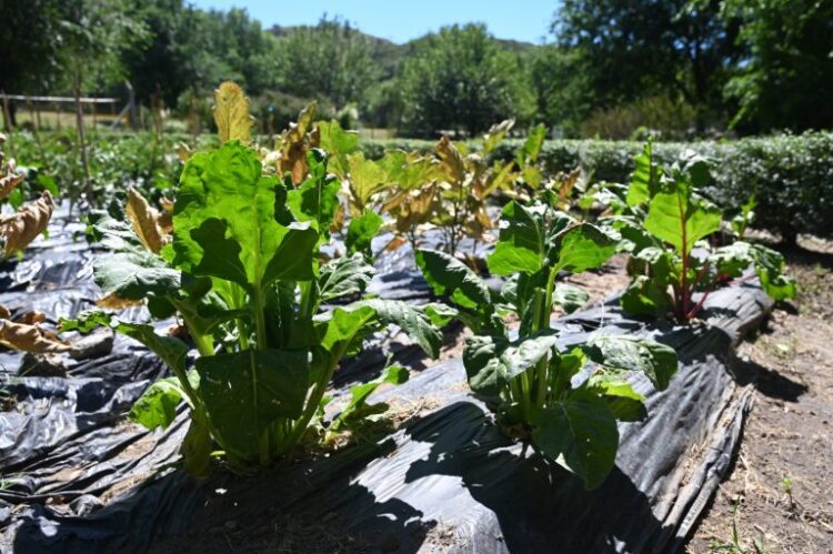 El Ecoparque Cruz de Piedra implementa una huerta hortícola