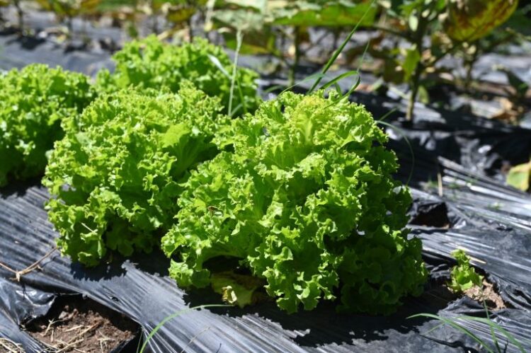 El Ecoparque Cruz de Piedra implementa una huerta hortícola