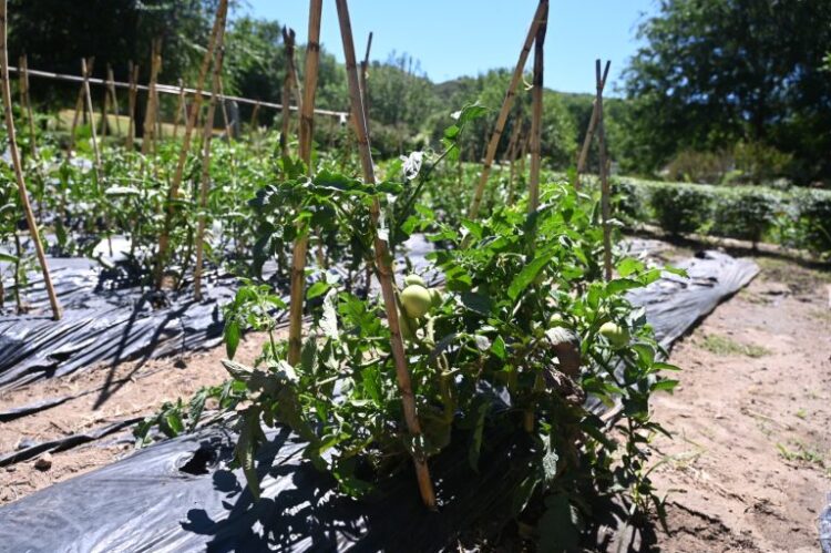 El Ecoparque Cruz de Piedra implementa una huerta hortícola