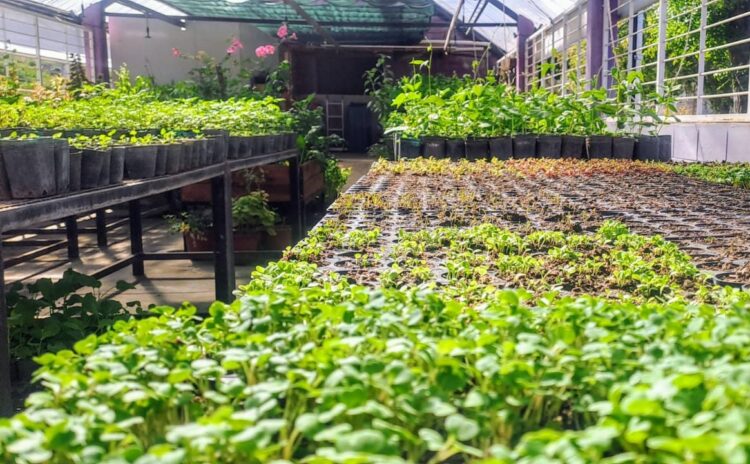 La Granja Cruz de Piedra impulsa la educación agrícola con más de 6.000 plantines