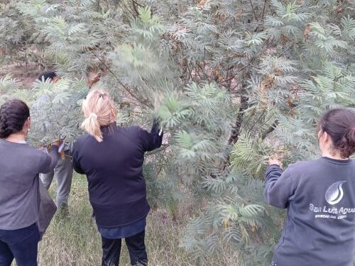El Ecoparque Cruz de Piedra realizó la recolección de semillas