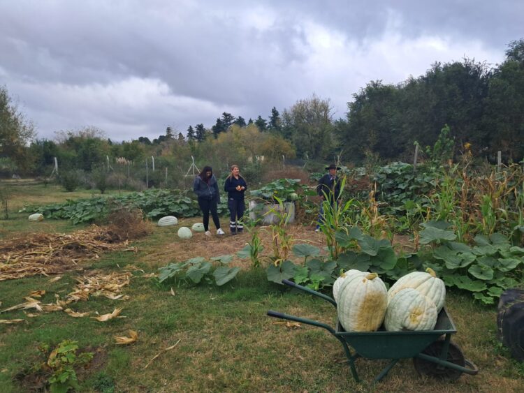 Estudiantes cosecharon casi 150 kilos de zapallo en la granja de Cruz de Piedra