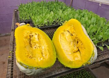 Estudiantes cosecharon casi 150 kilos de zapallo en la granja de Cruz de Piedra