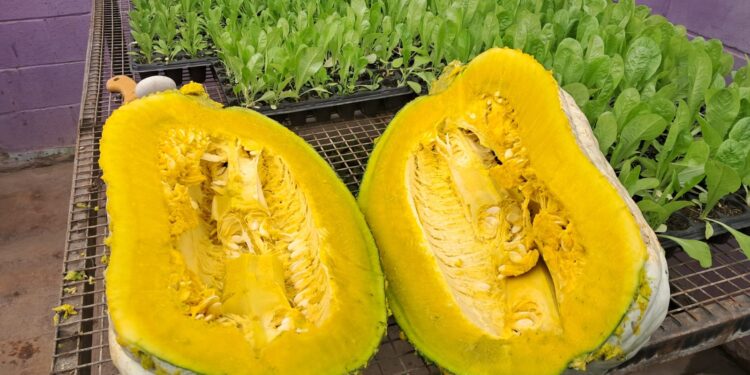 Estudiantes cosecharon casi 150 kilos de zapallo en la granja de Cruz de Piedra