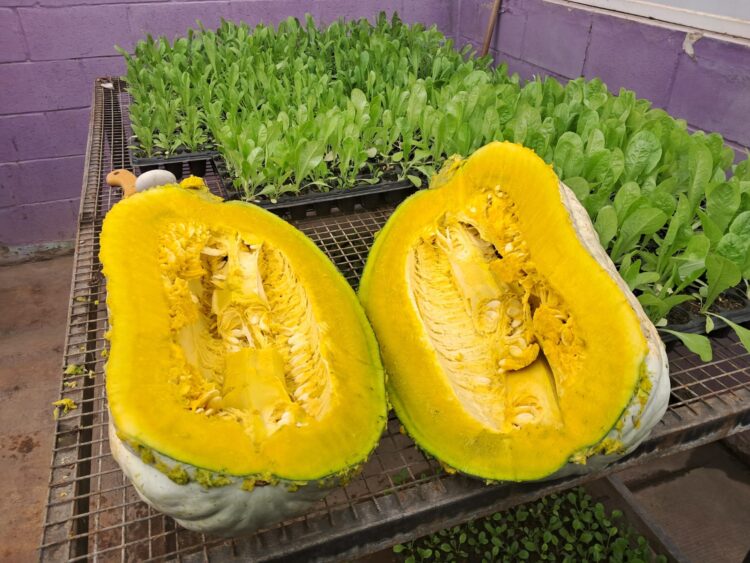 Estudiantes cosecharon casi 150 kilos de zapallo en la granja de Cruz de Piedra