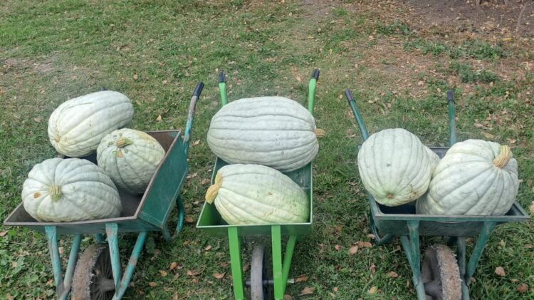 Estudiantes cosecharon casi 150 kilos de zapallo en la granja de Cruz de Piedra