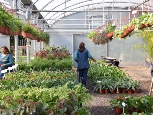 La jornada de formación en el Vivero Improfop será reprogramada por pronóstico de lluvias