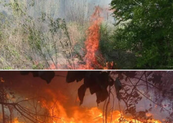 Bomberos sofocaron incendio forestal en Juana Koslay y San Luis