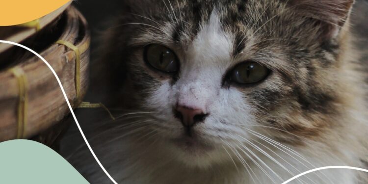 Campaña Gratuita de Castración de Gatos Callejeros