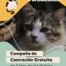 Campaña Gratuita de Castración de Gatos Callejeros