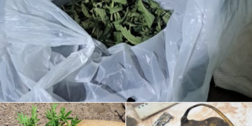 La Policía realizó un allanamiento por una causa de robo calificado y secuestró municiones y marihuana