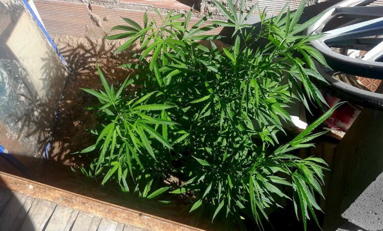 Cinco allanamientos en Juana Koslay por un robo: secuestran armas, herramientas y plantas de cannabis