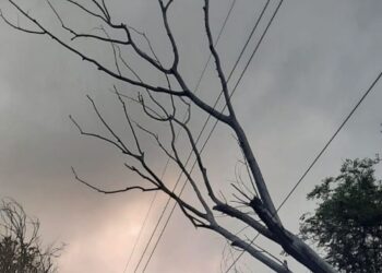 Corte de energía provocado por ramas caídas sobre tendido eléctrico en Paseo Vulpiani