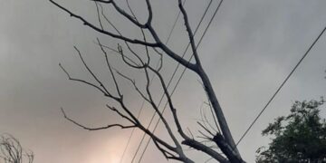 Corte de energía provocado por ramas caídas sobre tendido eléctrico en Paseo Vulpiani