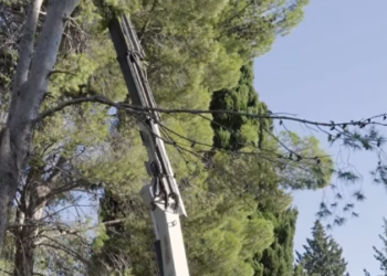 Tareas de mantenimiento de arbolado urbano