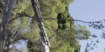 Tareas de mantenimiento de arbolado urbano