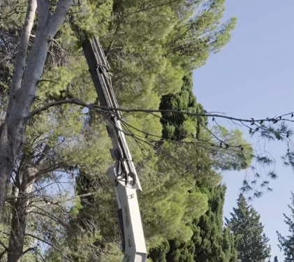 Tareas de mantenimiento de arbolado urbano