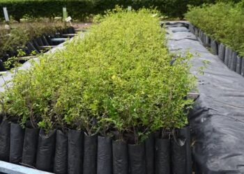 Convocan a estudiantes a participar en las capacitaciones del Vivero Ecoparque ‘Cruz de Piedra’