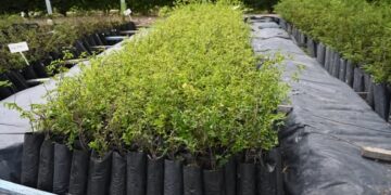 Convocan a estudiantes a participar en las capacitaciones del Vivero Ecoparque ‘Cruz de Piedra’