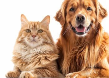 Hoy: Campaña de vacunación de mascotas en el barrio Malvinas Argentinas