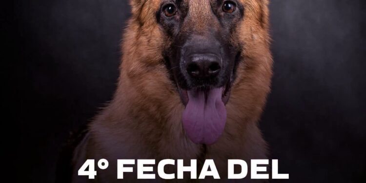 Juana Koslay recibirá una nueva fecha del Torneo Nacional de Perros Ovejeros Alemanes