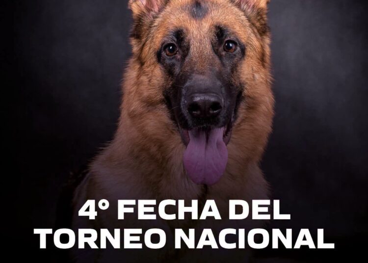 Juana Koslay recibirá una nueva fecha del Torneo Nacional de Perros Ovejeros Alemanes